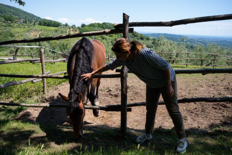 veterinaria per cavalli